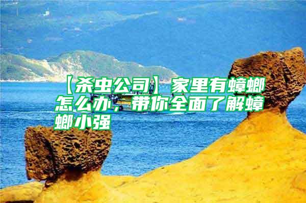 【殺蟲公司】家里有蟑螂怎么辦,帶你全面了解蟑螂小強