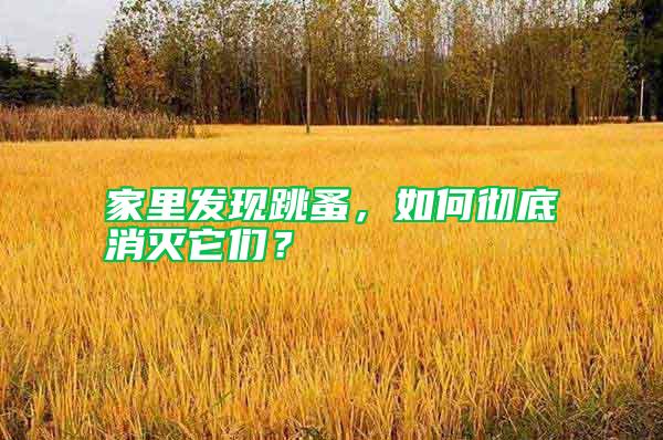 家里發(fā)現(xiàn)跳蚤，如何徹底消滅它們？