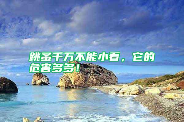 跳蚤千萬不能小看，它的危害多多！