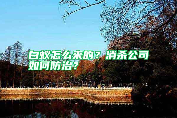 白蟻怎么來的?消殺公司如何防治?