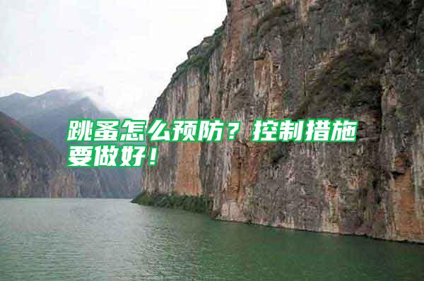 跳蚤怎么預(yù)防?控制措施要做好!