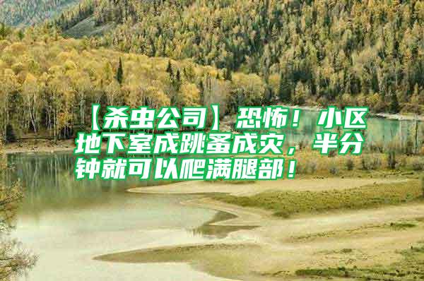 【殺蟲公司】恐怖！小區(qū)地下室成跳蚤成災(zāi)，半分鐘就可以爬滿腿部！