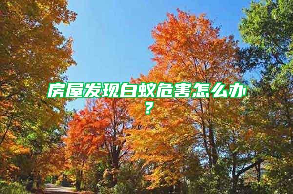 房屋發(fā)現(xiàn)白蟻危害怎么辦?