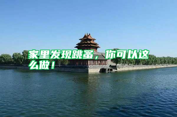 家里發現跳蚤,你可以這么做!