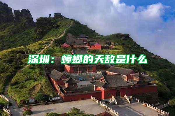 深圳:蟑螂的天敵是什么