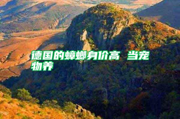 德國的蟑螂身價高 當寵物養