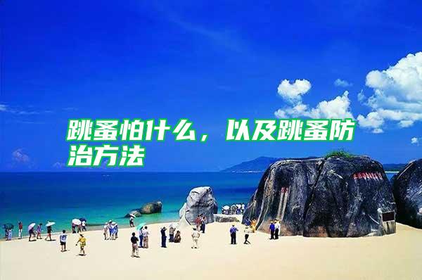 跳蚤怕什么,以及跳蚤防治方法