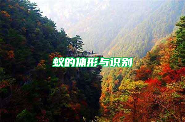 蟻的體形與識別