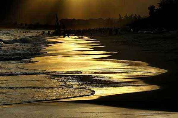 跳蚤管理培訓教程(一):跳蚤的生物習性及危害