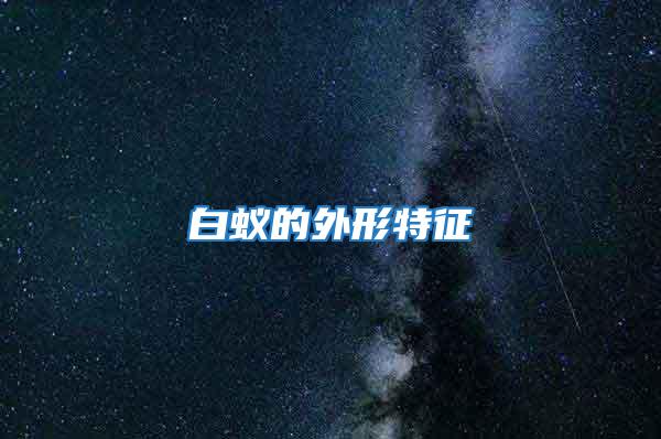 白蟻的外形特征