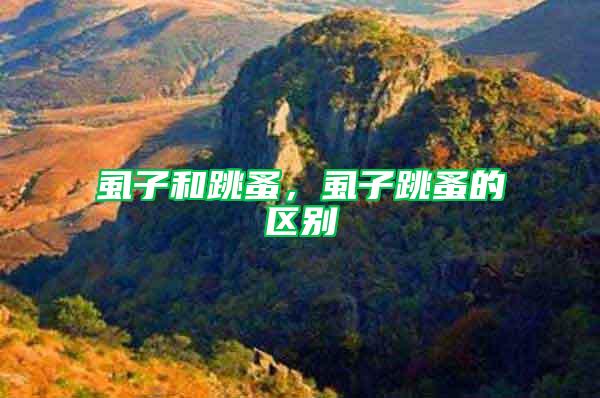 虱子和跳蚤,虱子跳蚤的區別