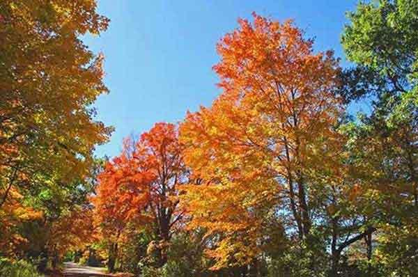 深圳除四害公司蠅幼調(diào)查方法(一)