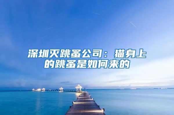 深圳滅跳蚤公司:貓身上的跳蚤是如何來(lái)的