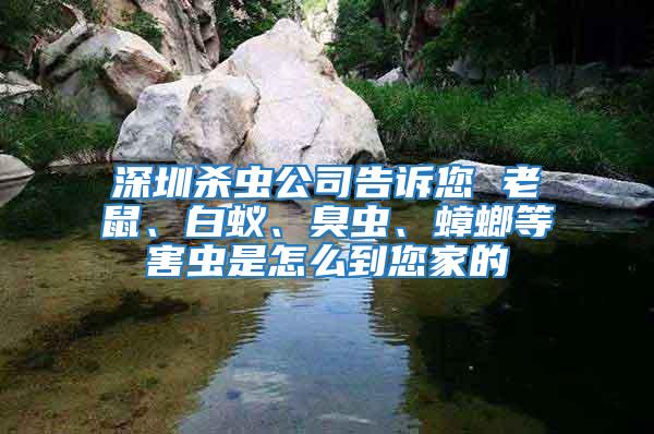 深圳殺蟲公司告訴您 老鼠、白蟻、臭蟲、蟑螂等害蟲是怎么到您家的