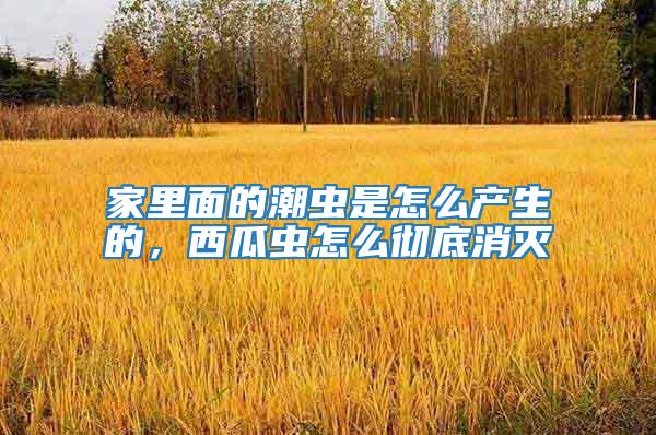 家里面的潮蟲是怎么產(chǎn)生的,西瓜蟲怎么徹底消滅