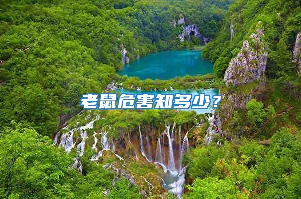 老鼠危害知多少?