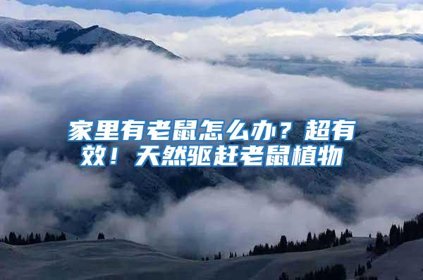 家里有老鼠怎么辦?超有效!天然驅(qū)趕老鼠植物