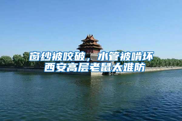 窗紗被咬破,水管被啃壞 西安高層老鼠太難防