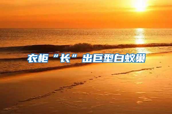 衣柜“長”出巨型白蟻巢