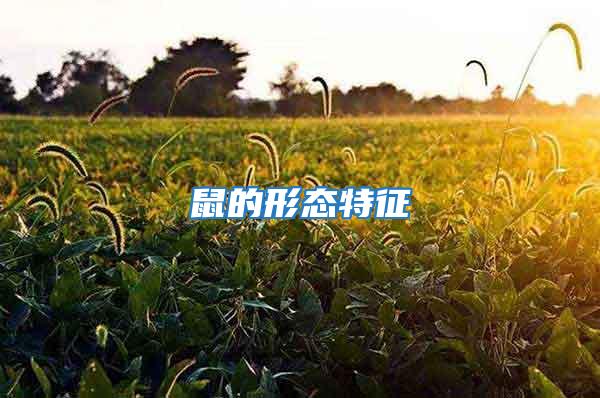 鼠的形態(tài)特征