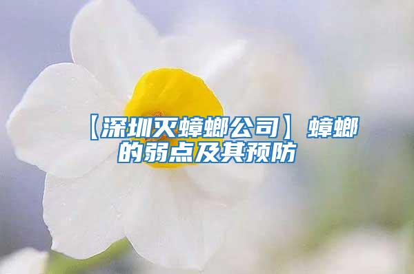【深圳滅蟑螂公司】蟑螂的弱點及其預防