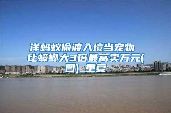 洋螞蟻偷渡入境當寵物 比蟑螂大3倍最高賣萬元(圖)_重復