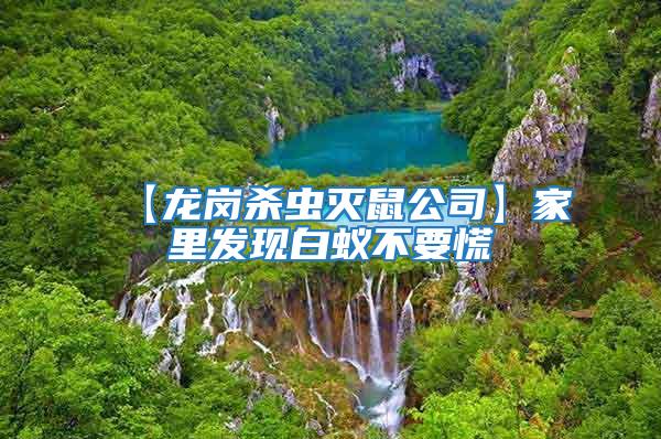 【龍崗殺蟲滅鼠公司】家里發現白蟻不要慌