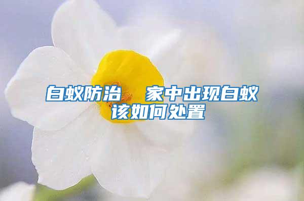 白蟻防治 家中出現(xiàn)白蟻 該如何處置