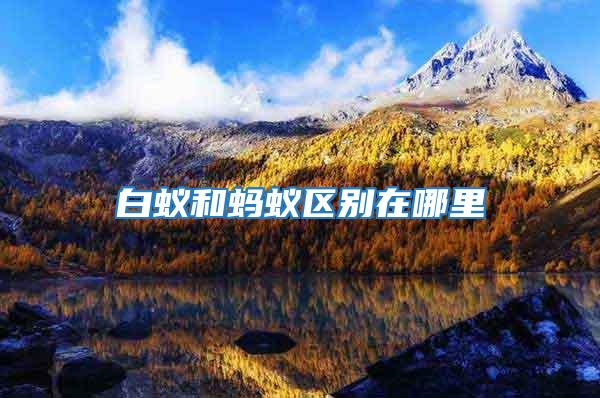 白蟻和螞蟻區別在哪里