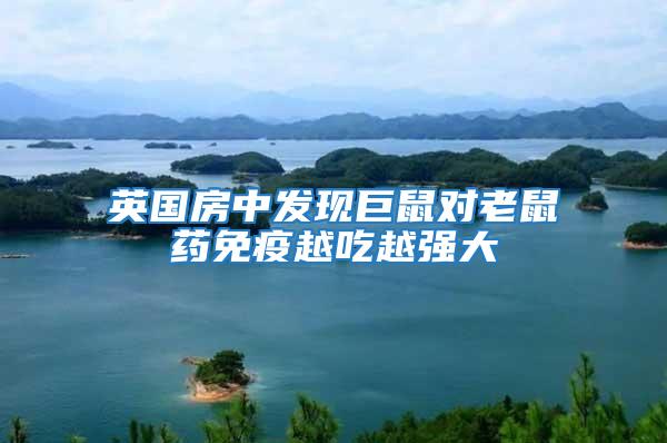 英國房中發(fā)現巨鼠對老鼠藥免疫越吃越強大