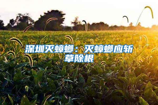 深圳滅蟑螂:滅蟑螂應斬草除根