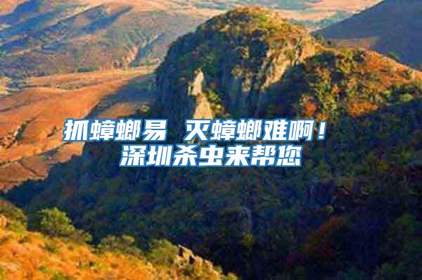 抓蟑螂易 滅蟑螂難啊! 深圳殺蟲來幫您