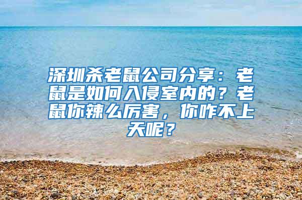 深圳殺老鼠公司分享：老鼠是如何入侵室內的？老鼠你辣么厲害，你咋不上天呢？