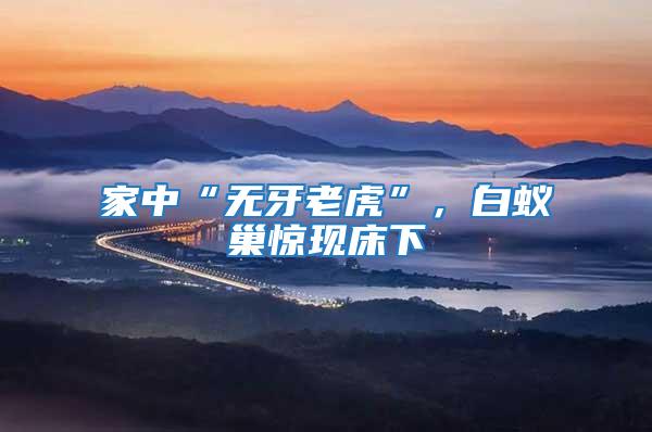 家中“無牙老虎”,白蟻巢驚現(xiàn)床下