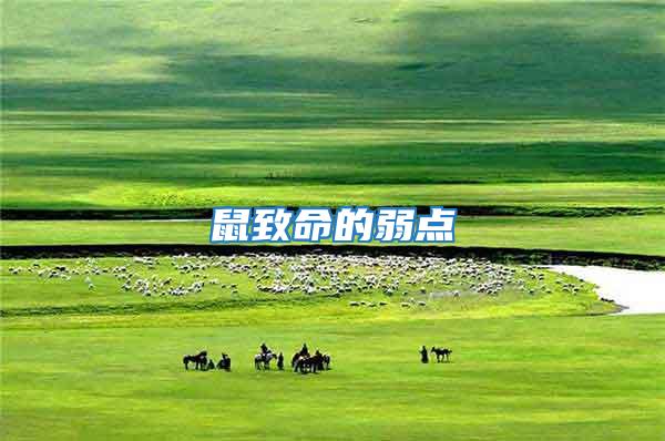 鼠致命的弱點(diǎn)