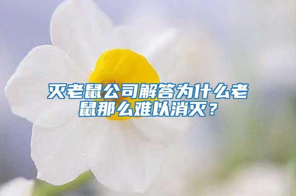 滅老鼠公司解答為什么老鼠那么難以消滅?