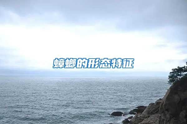 蟑螂的形態特征