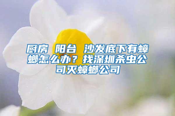 廚房 陽臺 沙發(fā)底下有蟑螂怎么辦?找深圳殺蟲公司滅蟑螂公司