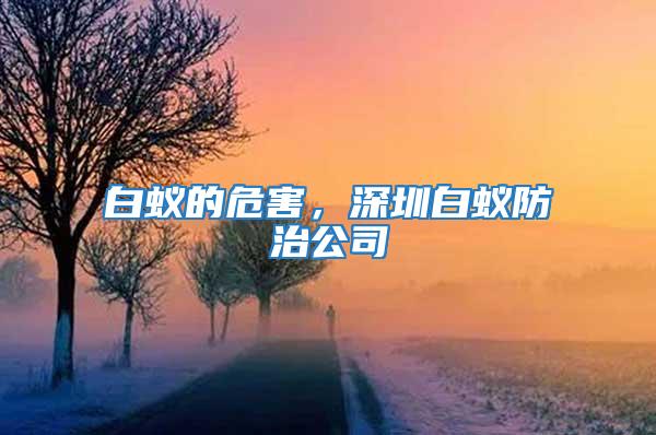 白蟻的危害,深圳白蟻防治公司