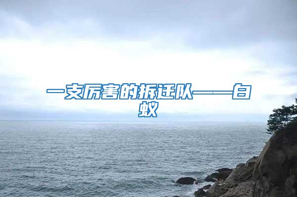 一支厲害的拆遷隊——白蟻