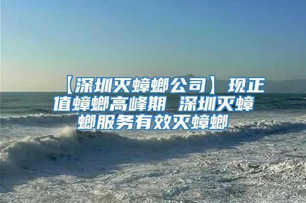 【深圳滅蟑螂公司】現(xiàn)正值蟑螂高峰期 深圳滅蟑螂服務(wù)有效滅蟑螂