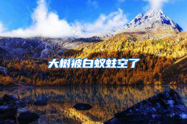 大樹(shù)被白蟻蛀空了