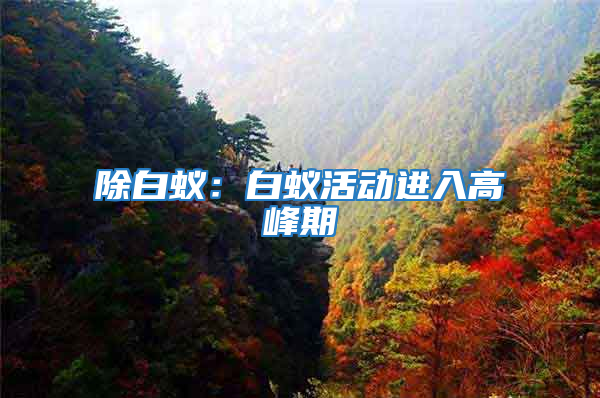 除白蟻:白蟻活動進入高峰期