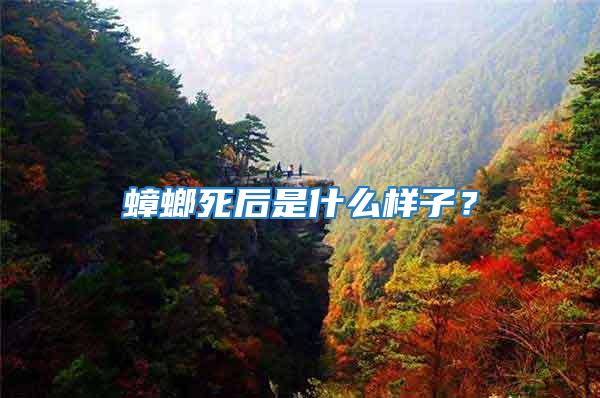 蟑螂死后是什么樣子？