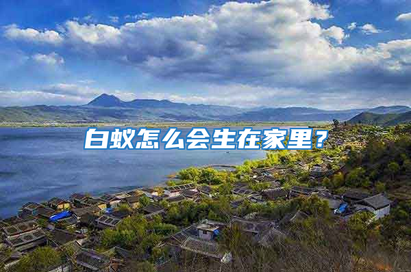 白蟻怎么會生在家里?