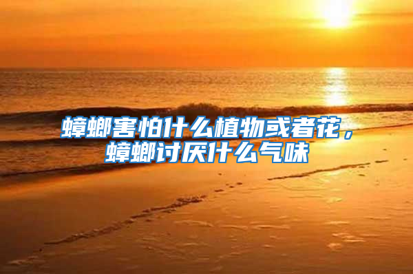 蟑螂害怕什么植物或者花,蟑螂討厭什么氣味