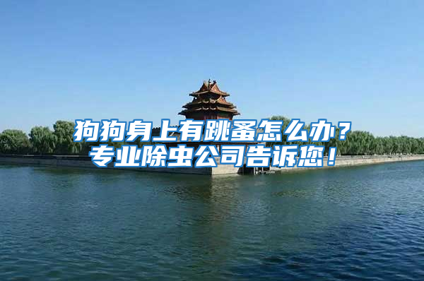 狗狗身上有跳蚤怎么辦?專業除蟲公司告訴您!